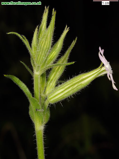 Silene noctiflora
