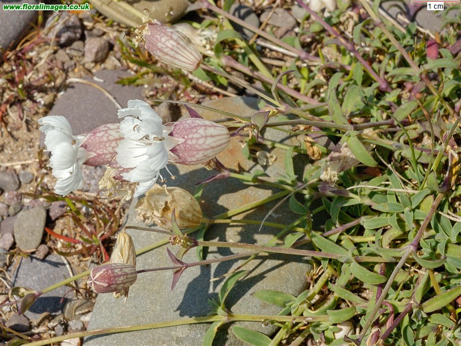 Silene uniflora