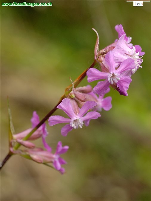 Silene viscaria