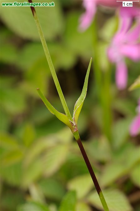 Silene viscaria