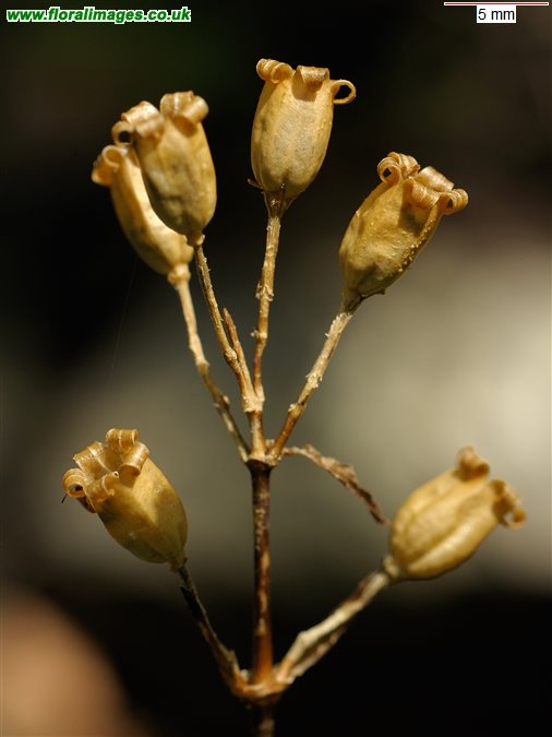 Silene viscaria