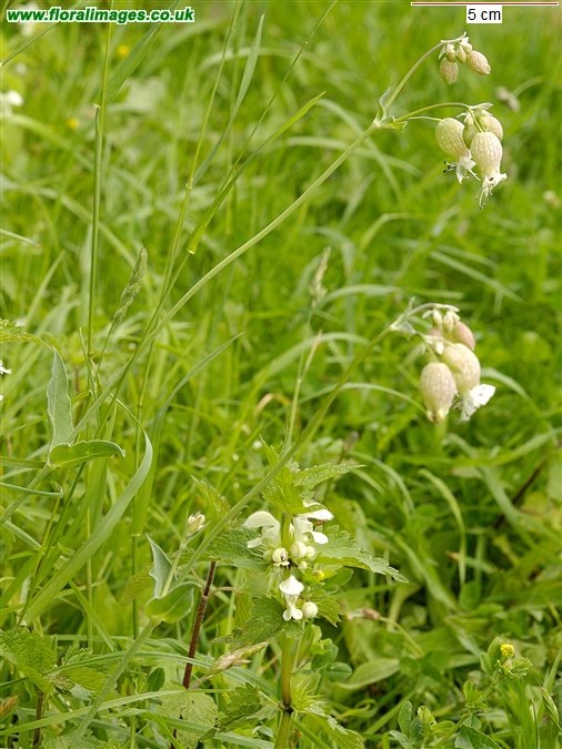 Silene vulgaris