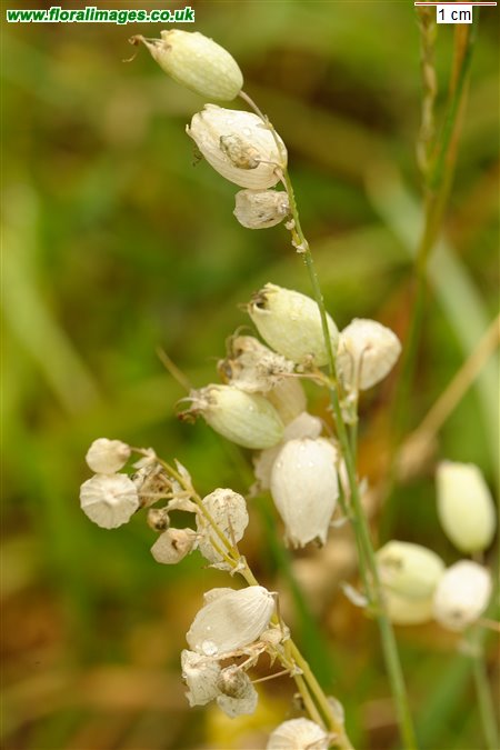 Silene vulgaris