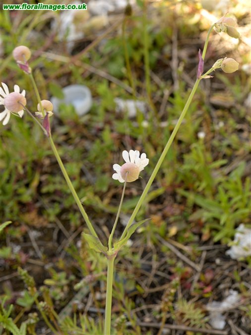 Silene vulgaris