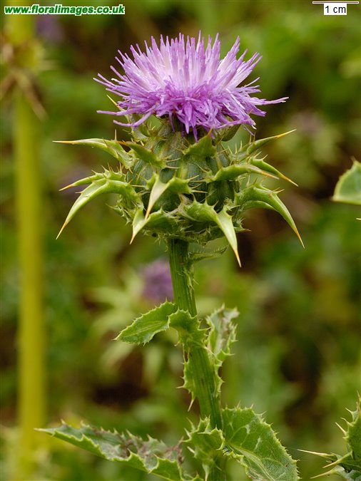 Silybum marianum