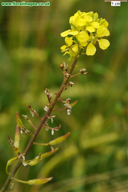 Sinapis alba