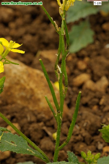 Sinapis arvensis