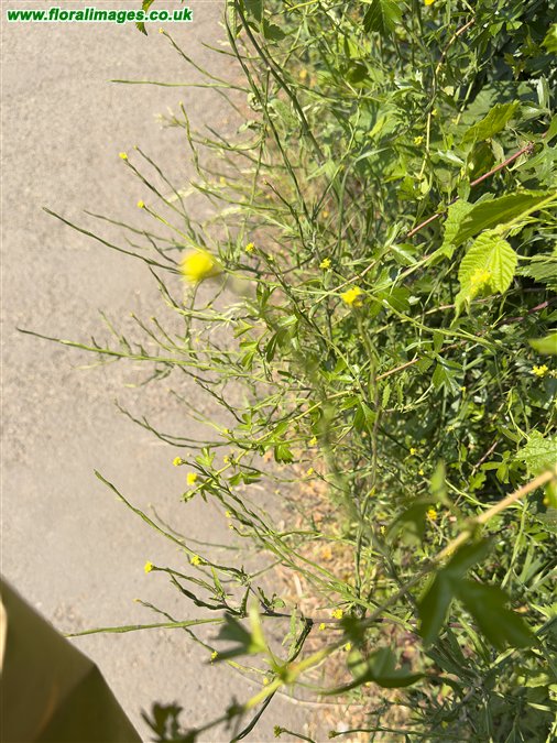 Sisymbrium officinale