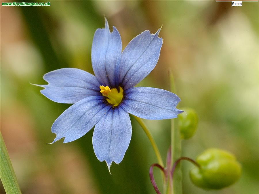 Sisyrinchium bermudiana