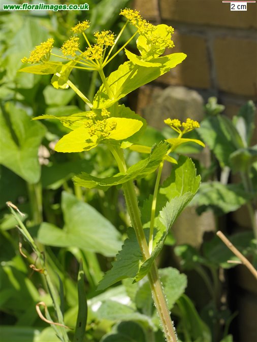 Smyrnium perfoliatum