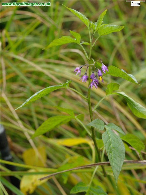Solanum dulcamara