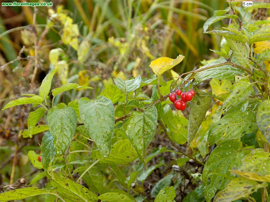 Solanum dulcamara