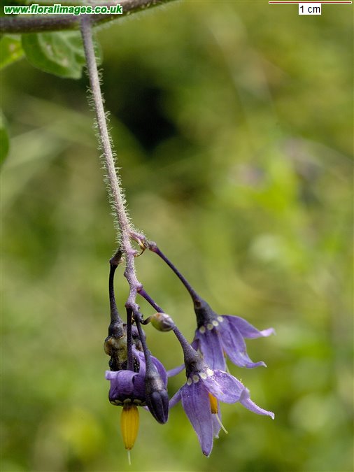 Solanum dulcamara