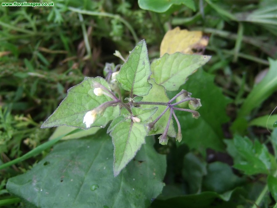 Solanum nigrum