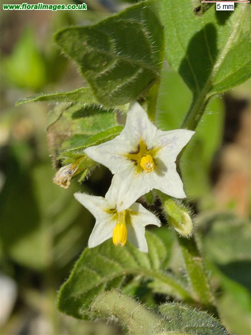 Solanum nitidibaccatum