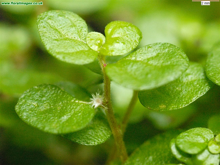 Soleirolia soleirolii