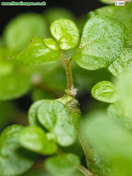 Soleirolia soleirolii