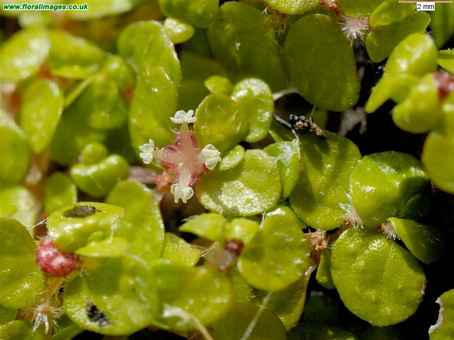 Soleirolia soleirolii