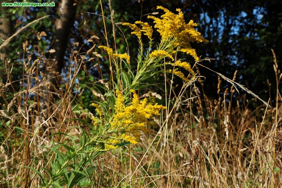 Solidago canadensis