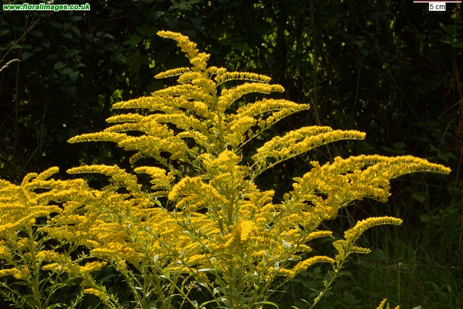 Solidago canadensis