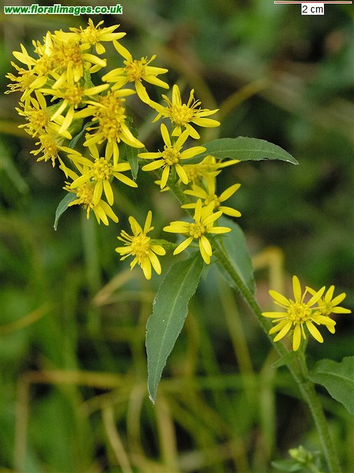 Solidago virgaurea
