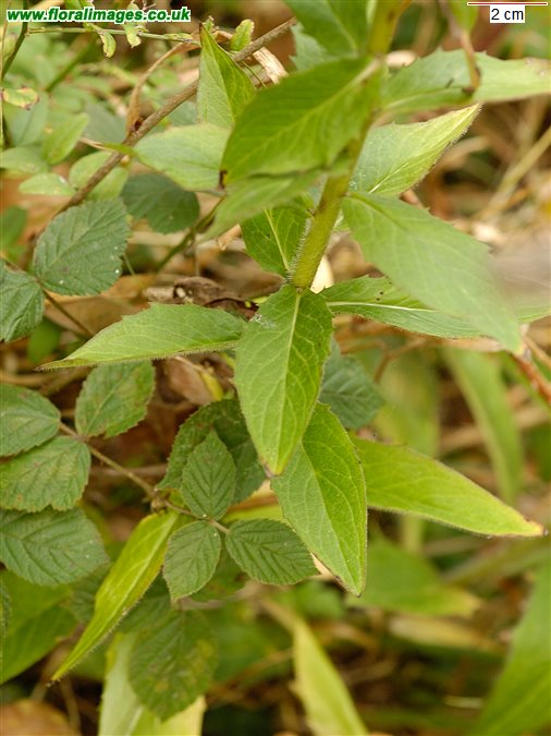 Solidago virgaurea