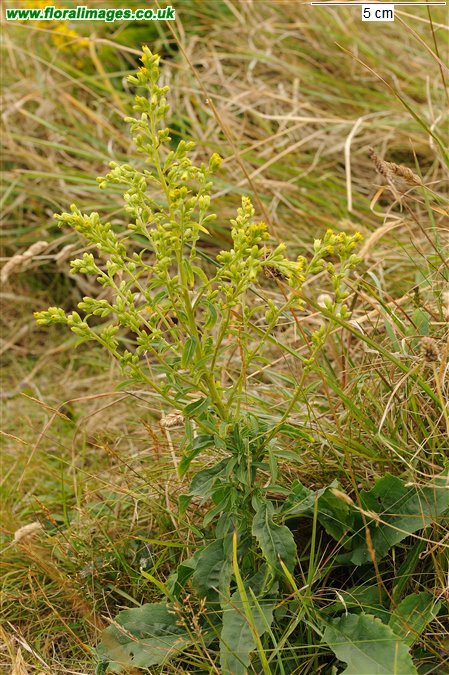 Solidago virgaurea