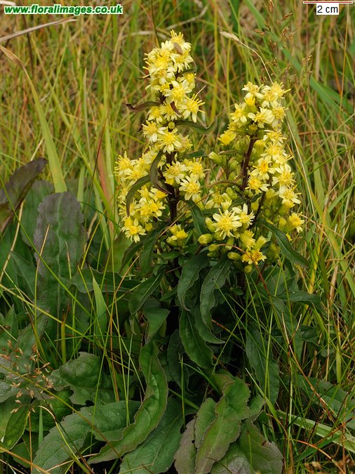 Solidago virgaurea