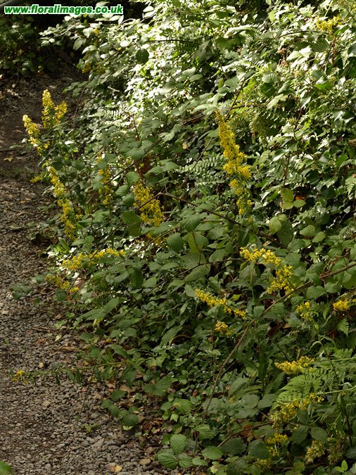 Solidago virgaurea