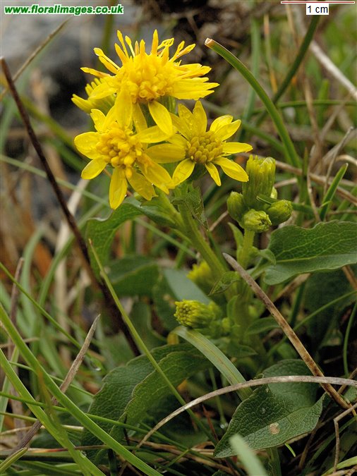 Solidago virgaurea