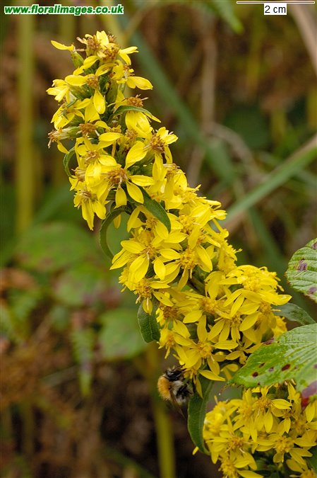 Solidago virgaurea