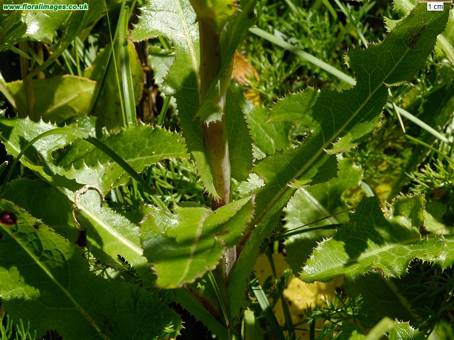 Sonchus arvensis