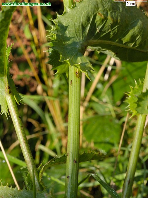 Sonchus asper