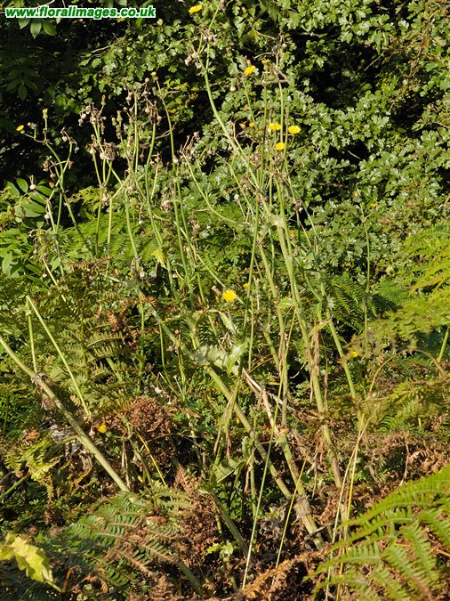 Sonchus asper