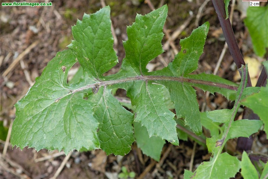 Sonchus oleraceus