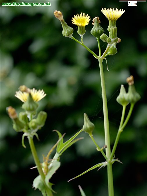 Sonchus oleraceus