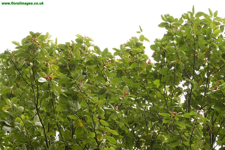 Sorbus aria