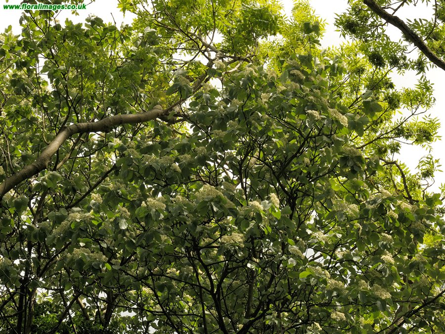Sorbus aria