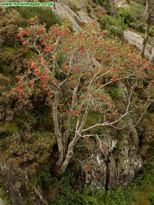 Sorbus aucuparia