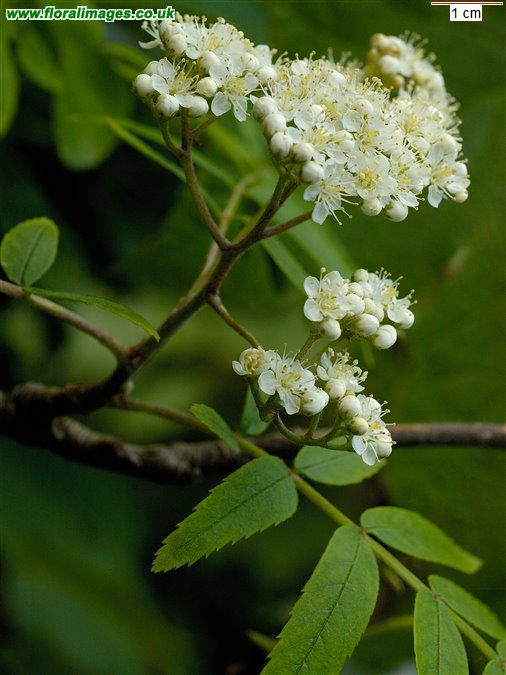 Sorbus aucuparia