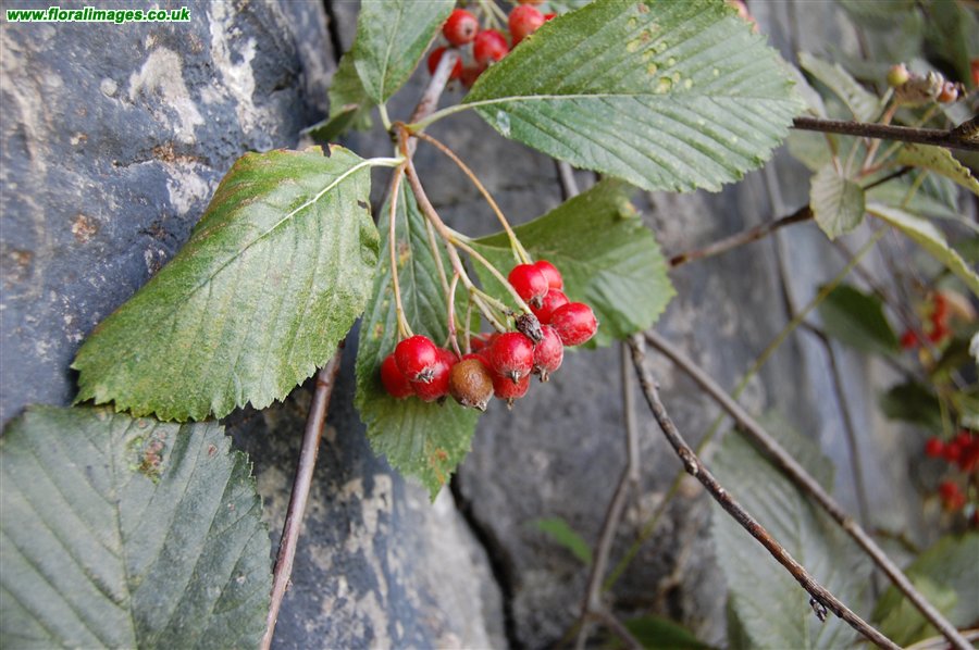 Sorbus leptophylla