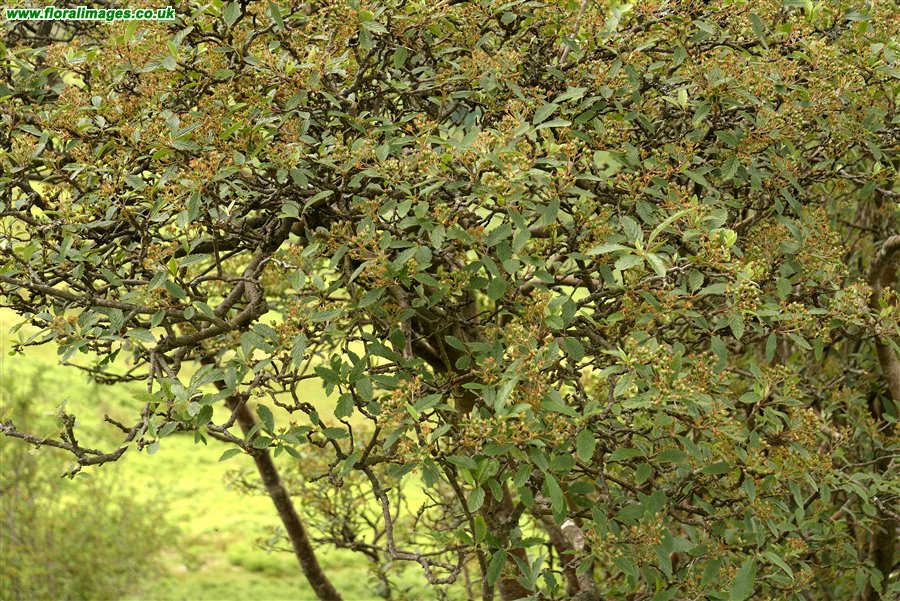 Sorbus minima