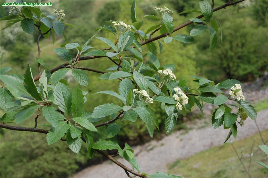 Sorbus minima