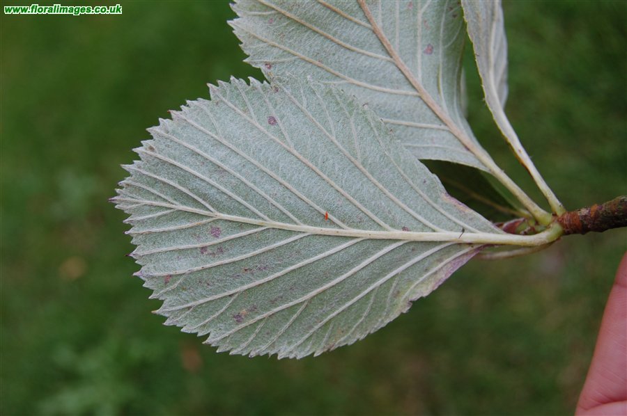 Sorbus stenophylla
