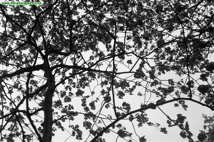 Sorbus torminalis