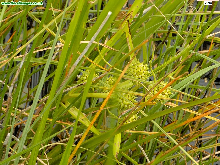 Sparganium erectum