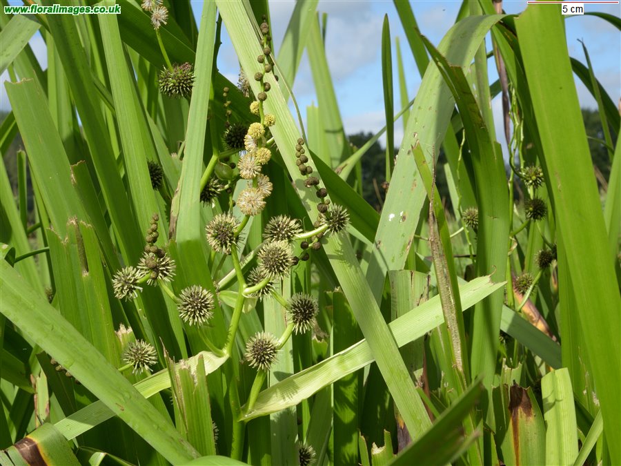 Sparganium erectum