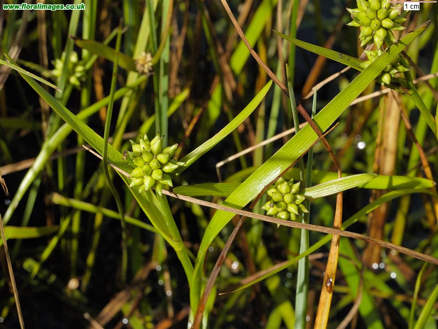 Sparganium natans