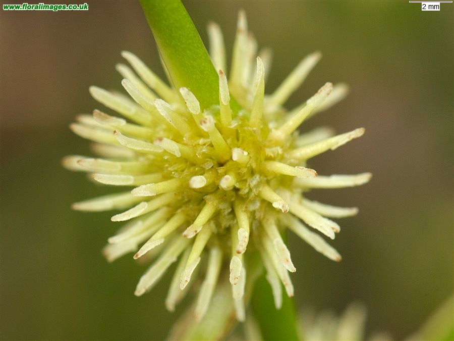 Sparganium natans