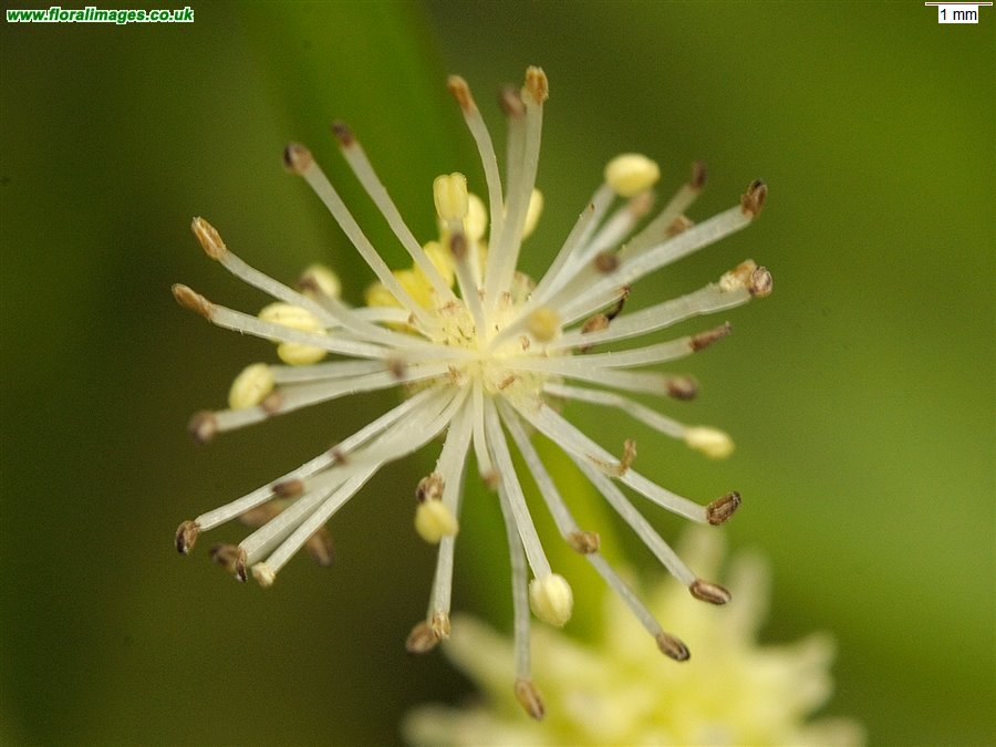 Sparganium natans